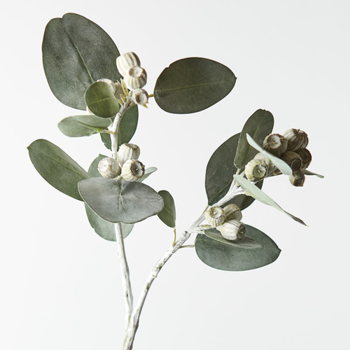 Eucalyptus Tetragona Spray FI8768GR