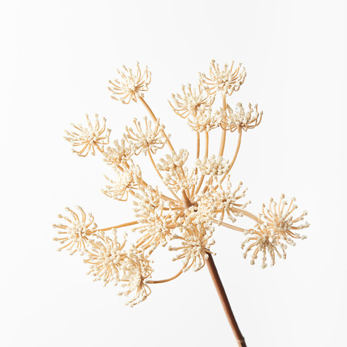 Queen Anne Lace FI8795CR