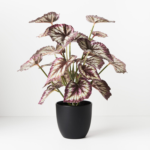 Begonia in Pot FI8801PUG