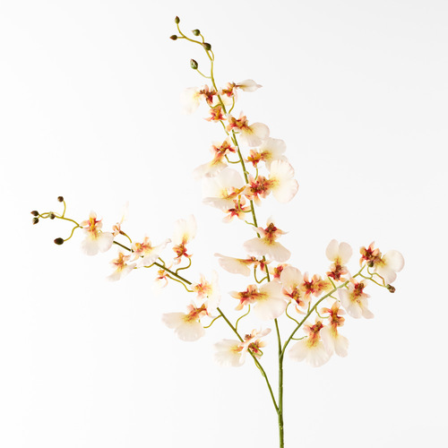 Dancing Lady orchid FI8884CR