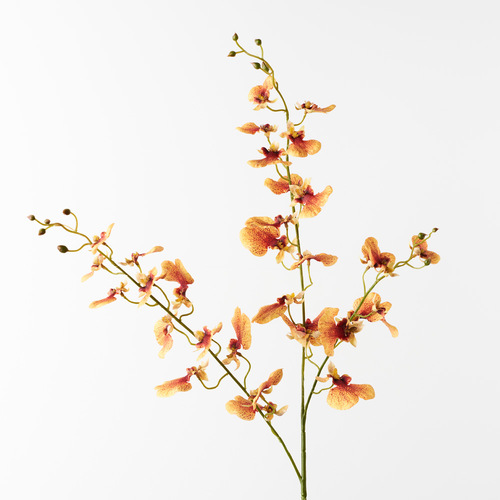Dancing Lady orchid FI8884PC