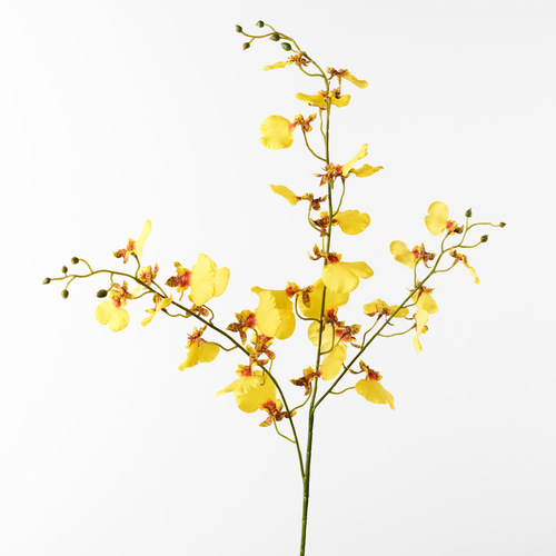 Dancing Lady orchid FI8884YE