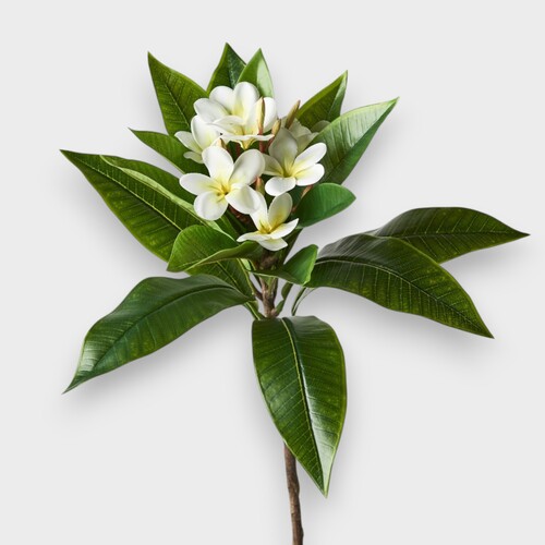Frangipani FI8891WH