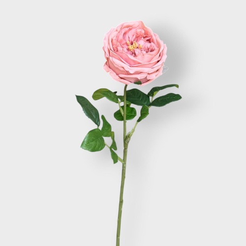 David Austin Rose FI8895BS