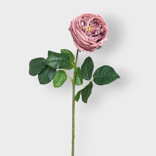David Austin Rose FI8895CF