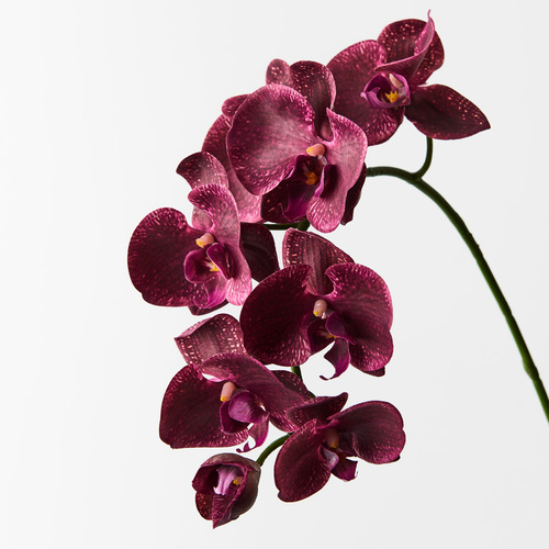 Real Touch Phalaenopsis Orchid FI8896BU