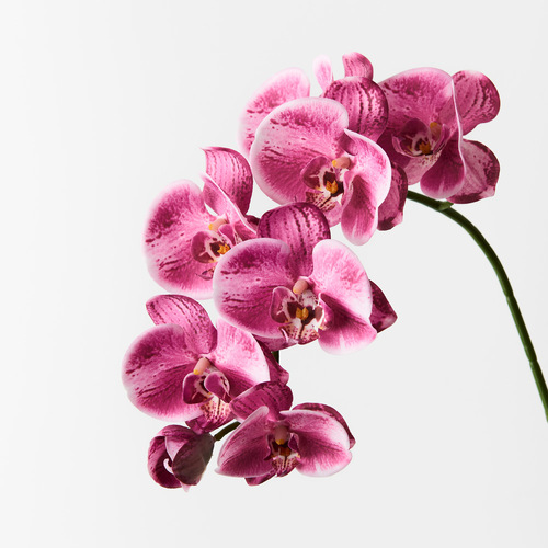 Real Touch Phalaenopsis Orchid FI8896HP