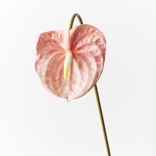 Anthurium FI8904BS