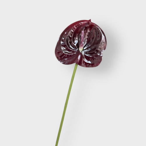 Anthurium FI8904BU