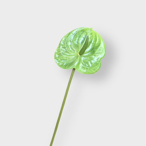 Anthurium FI8904GR