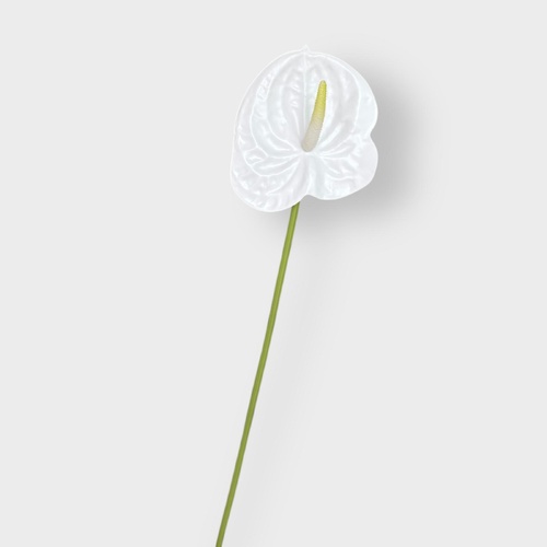 Anthurium FI8904WW