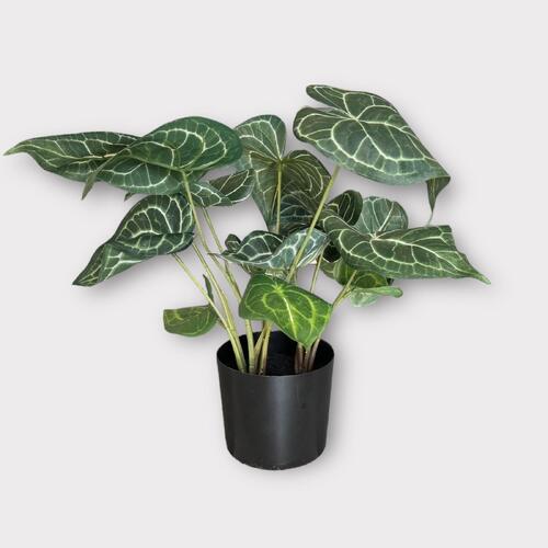 Syngonium Batik Plant FI8913GR