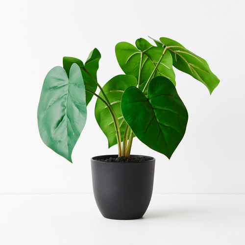 Small Philodendron Plant FI8921GR