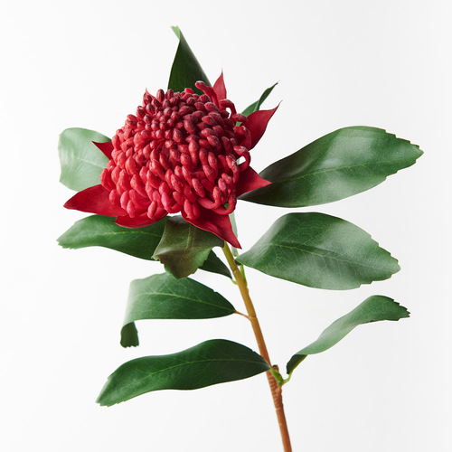 Waratah FI8935RD