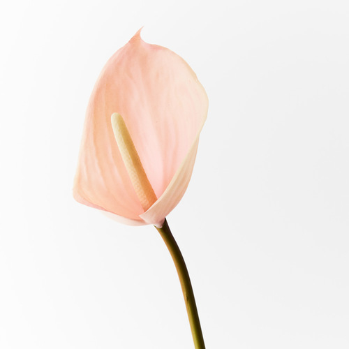Real Touch Small Anthurium FI8937LP