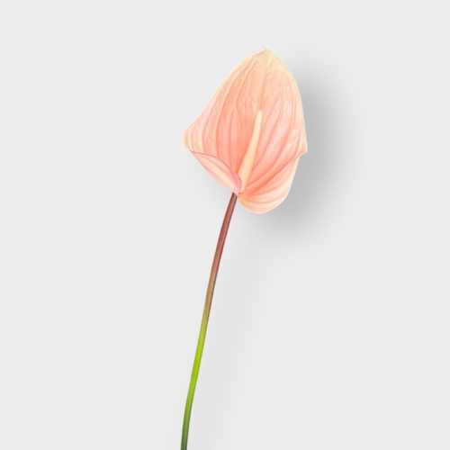 Real Touch Anthurium FI8938BS