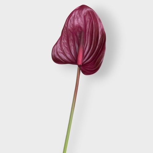 Real Touch Anthurium FI8938BU