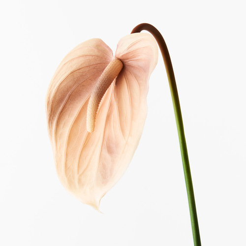 Real Touch Anthurium Nude FI8938CF