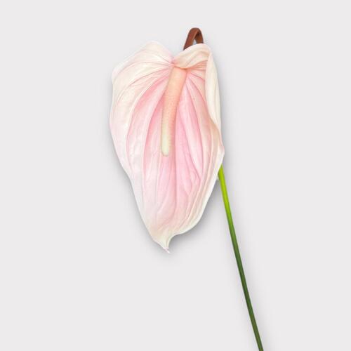 Real Touch Anthurium FI8938SP