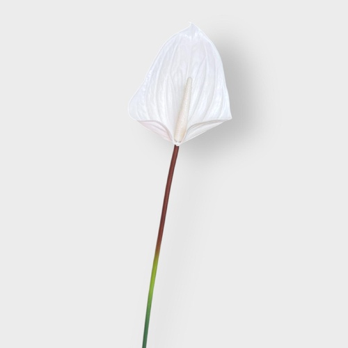 Real Touch Anthurium FI8938WW