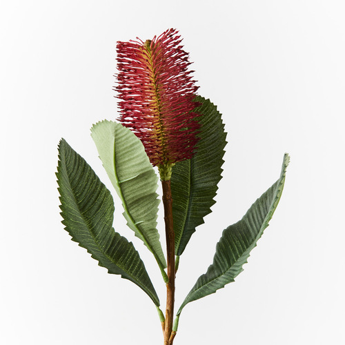 BANKSIA ROBUR FI8982BU