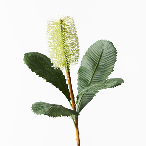 BANKSIA ROBUR WHITE GREEN FI8982WG