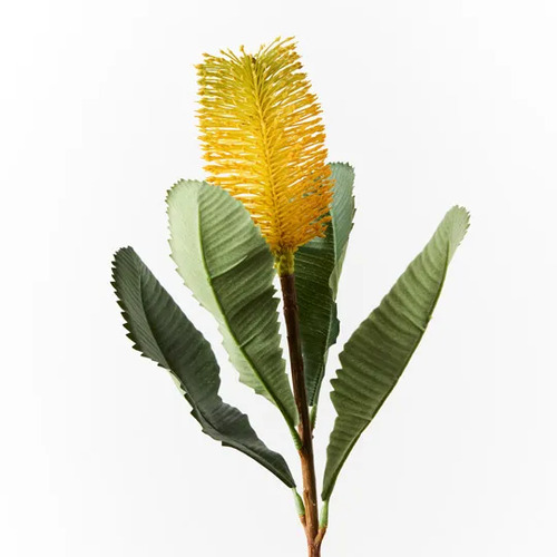 BANKSIA ROBUR YELLOW FI8982