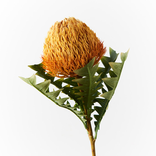 Banksia Acorn FI8983OR