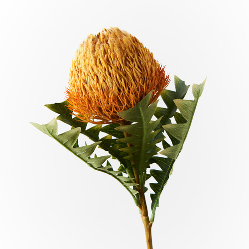 Banksia Acorn FI8983OR