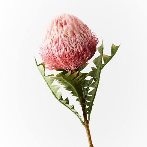 Banksia Acorn FI8983PK
