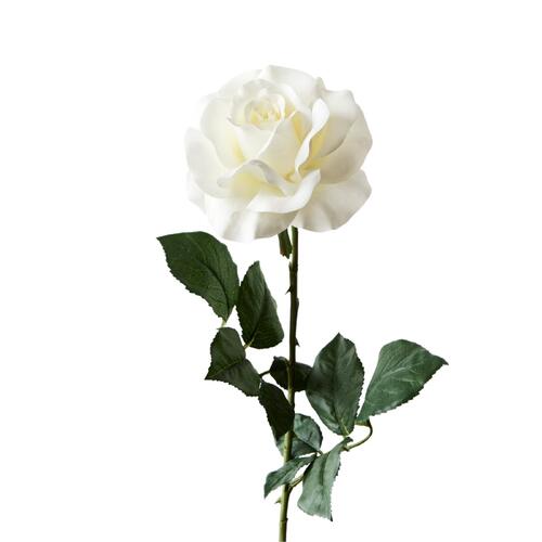 Carolina Rose FI8985WH