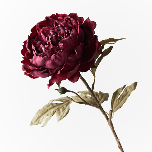 Peony Celeste FI8994BU