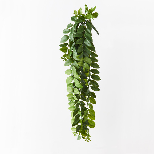 Locust Honey Hanging Bush FI9002GR