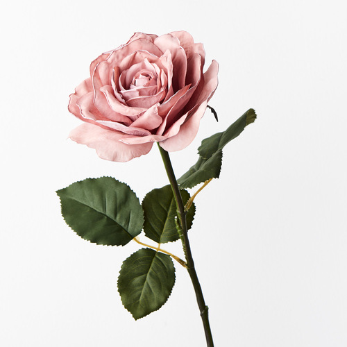 Rose Cath FI9207DP