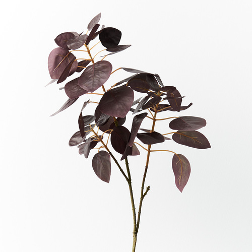 Smoke bush FI9211