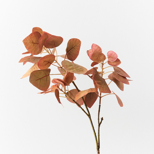 Smoke bush FI9211OR