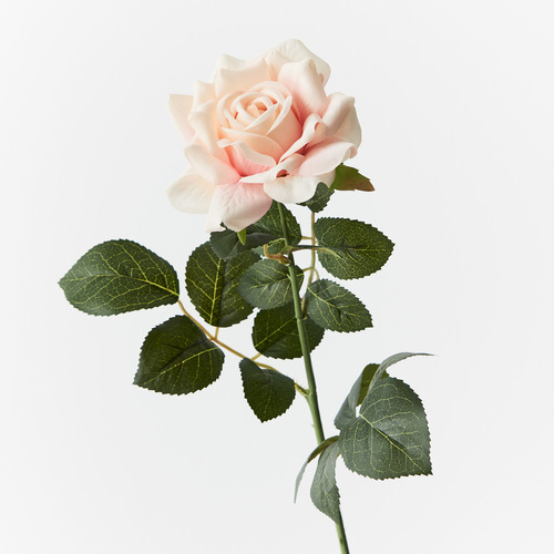 Rose Sonya FI9231CP