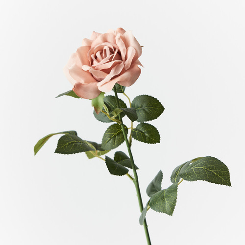 Rose Sonya FI9231NU