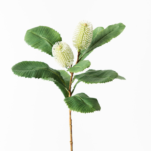 Robur Banksia spray FI9236WG