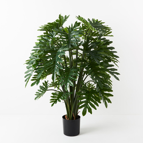 Philodendron Selloum Plant FI9293GR