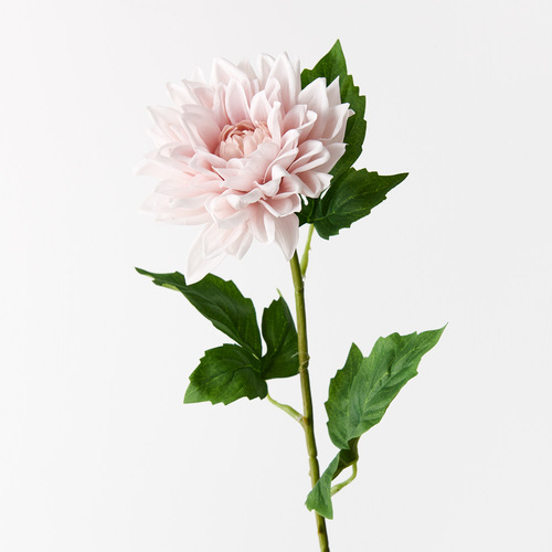 RT Dahlia Medium FI9422SP