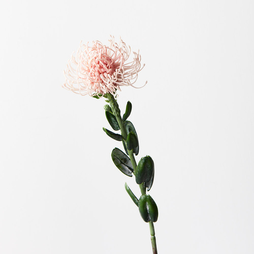 Protea Lecuospermum FI9431LP