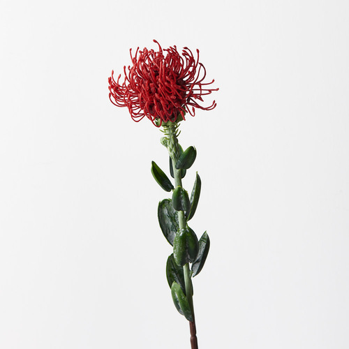 Protea Lecuospermum FI9431RD
