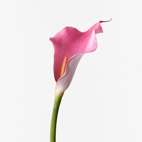 Calla Lily FI9440FU