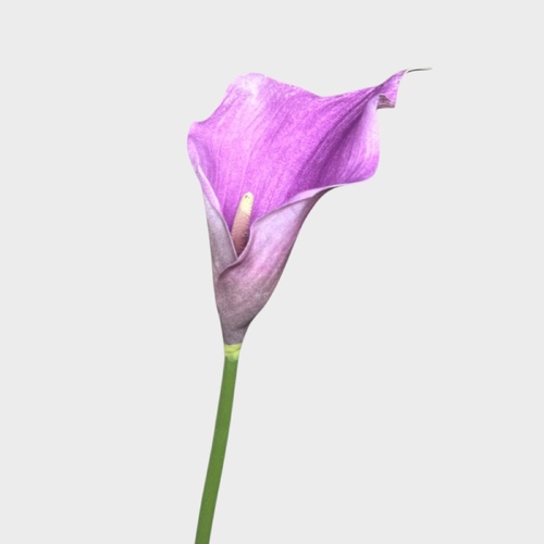 Calla Lily FI9440PUR