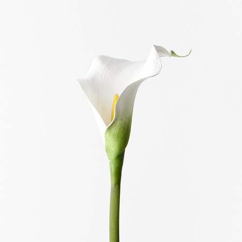 Calla Lily FI9440WH