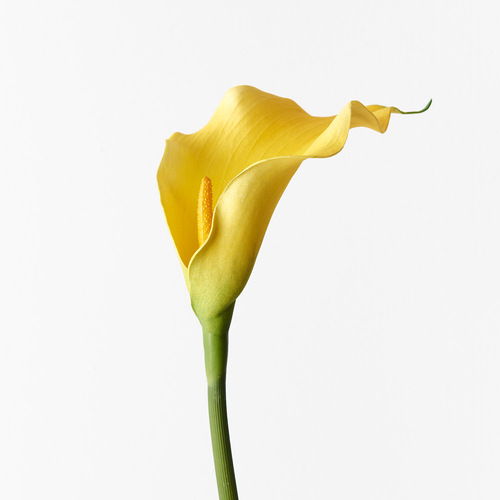 Calla Lily FI9440YE
