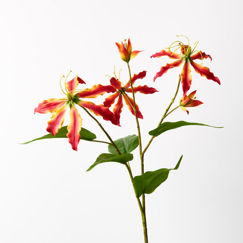 Lily Gloriosa Spray FI9442RO