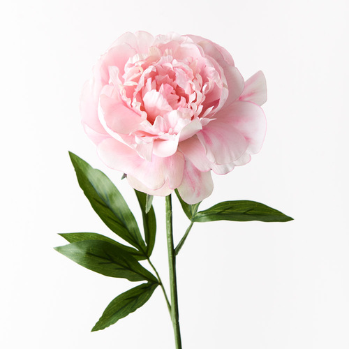 Silk Peony FI9478PK