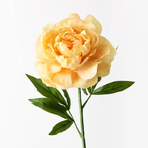 Silk Peony FI9478YE